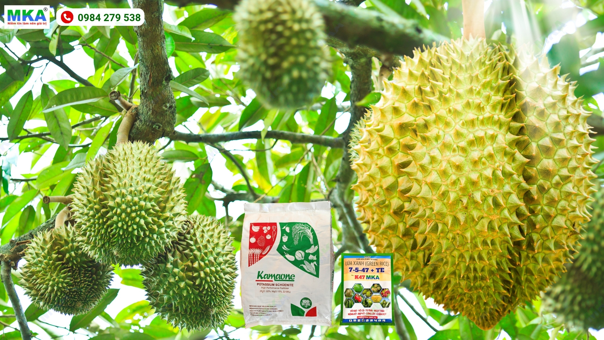 Phân Kali nuôi trái sầu riêng
